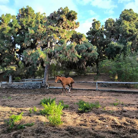 Buen Paso * איקוד דה לוס וינוס